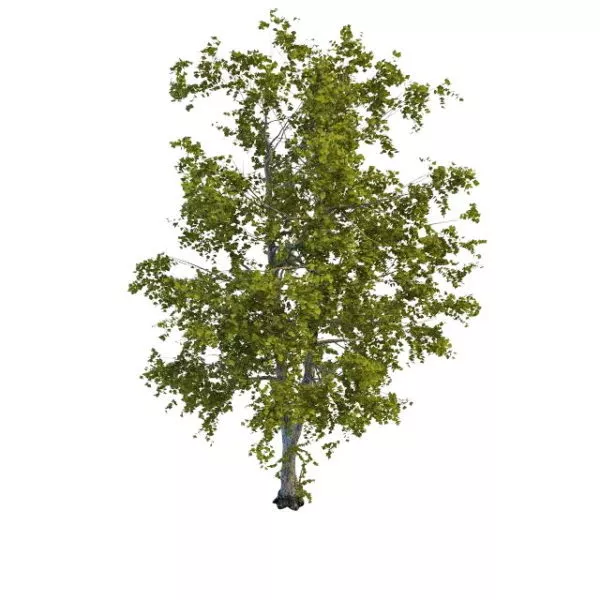 Old Decaying Aspen Tree 3d model Old Decaying Aspen Tree 3d model