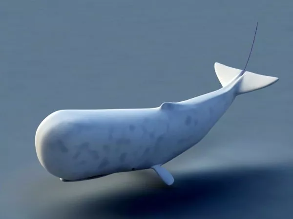 Sperm Whale Rig 3d model Sperm Whale Rig 3d model