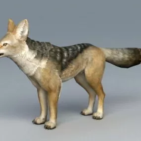 Black Backed Jackal Wolf 3d model