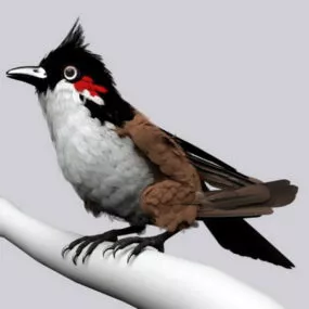 Red Whiskered Bulbul Bird 3d model