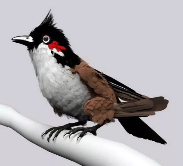 Red Whiskered Bulbul Bird 3d model Red Whiskered Bulbul Bird 3d model