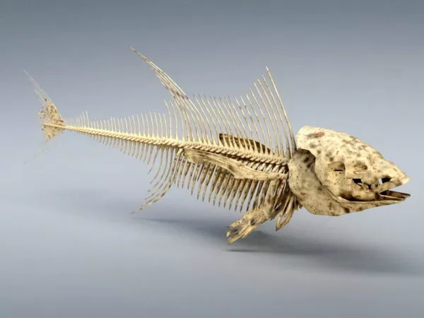 Tuna Fish Skeleton Free 3d Model - .Max - Open3dModel