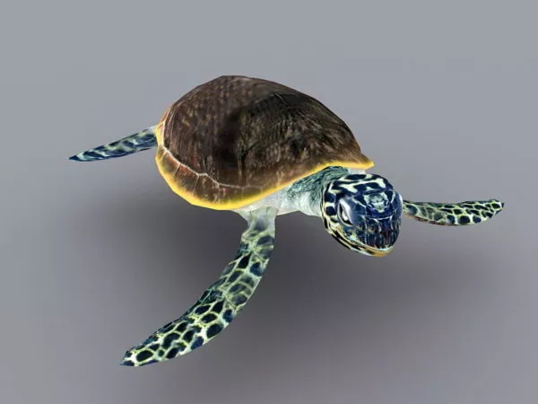 Green Sea Turtle Animated Rig 3d model Green Sea Turtle Animated Rig 3d model