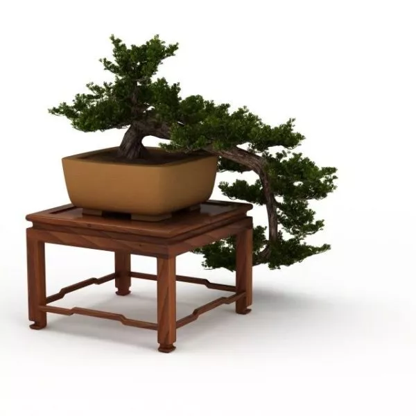 Indoor Bonsai Tree On Table 3d model Indoor Bonsai Tree On Table 3d model