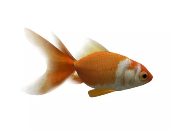 Animated Goldfish Rig 3d model Animated Goldfish Rig 3d model