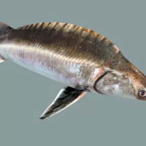 Atlantic Sturgeon 3d model