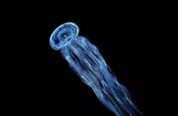 Long Jellyfish 3d model Long Jellyfish 3d model