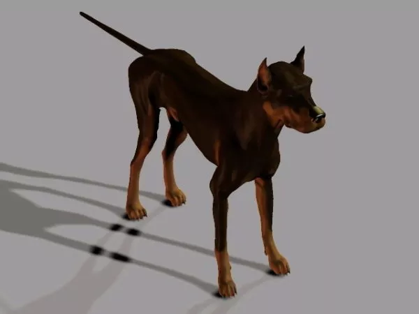 Husky Dog Rigged 3d model
