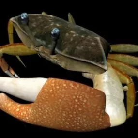 Fiddler Crab Rig 3d model