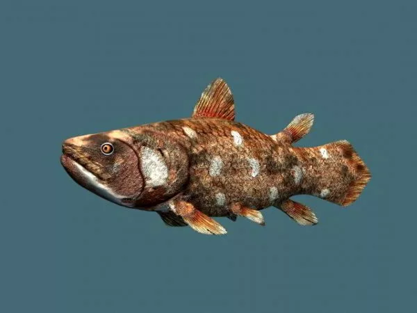 Actinistia Fish 3d model Actinistia Fish 3d model