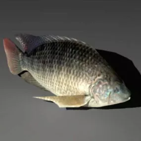 Crucian Carp 3d model