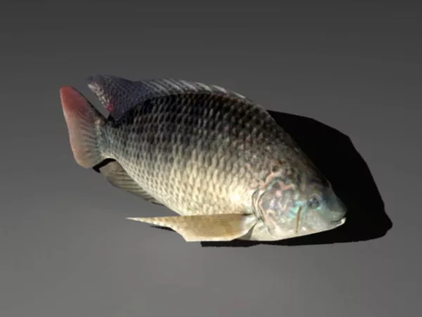 Crucian Carp 3d model Crucian Carp 3d model