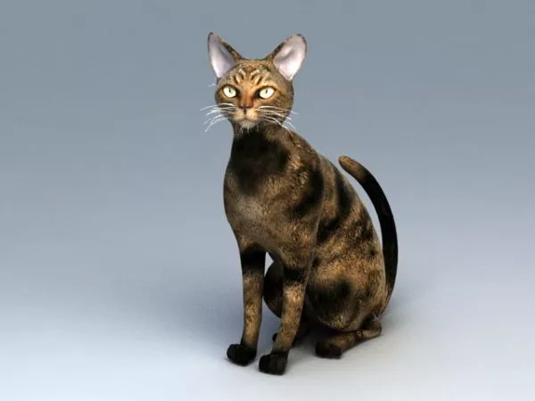 Beautiful Small Orange Cat 3d model