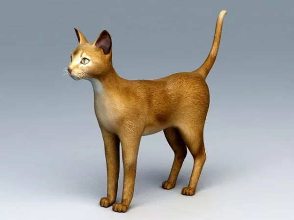 Abyssinian Cat 3d model Abyssinian Cat 3d model
