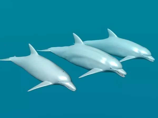 Ocean Dolphin Animal 3d model