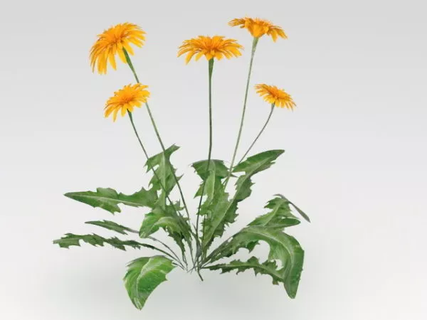 Dandelion Leaves Flower 3d model Dandelion Leaves Flower 3d model