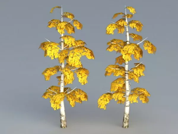 Birch Tree Fall Color 3d model Birch Tree Fall Color 3d model