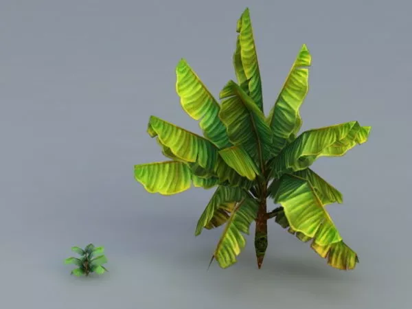 Cavendish Banana 3d model