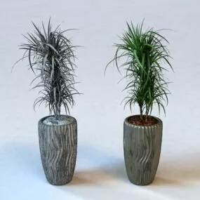 Tall Indoor Potted Plants 3d model