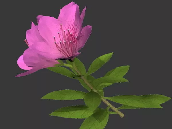 Pink Flower 3d model Pink Flower 3d model