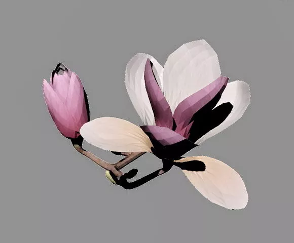 Magnolia Flowers 3d model Magnolia Flowers 3d model