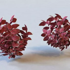 Polka Dot Plant 3d model