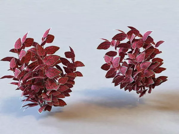 Polka Dot Plant 3d model Polka Dot Plant 3d model