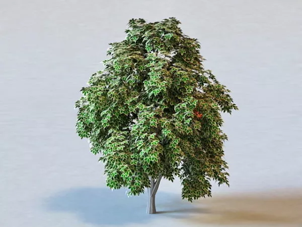 Sweet Chestnut Tree 3d model Sweet Chestnut Tree 3d model