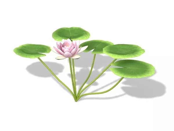 Pink Lily Flower 3d model
