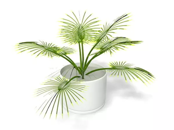 Potted Palm Plant 3d model Potted Palm Plant 3d model