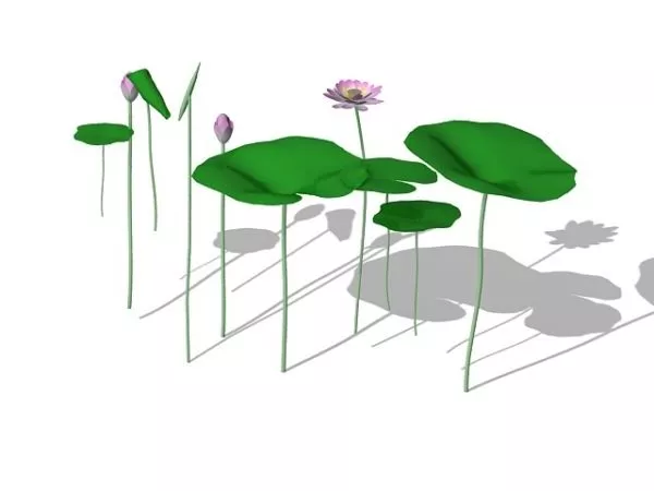 Indian Lotus Aquatic Plants 3d model Indian Lotus Aquatic Plants 3d model
