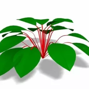 House Plant With Round Leaves 3d model