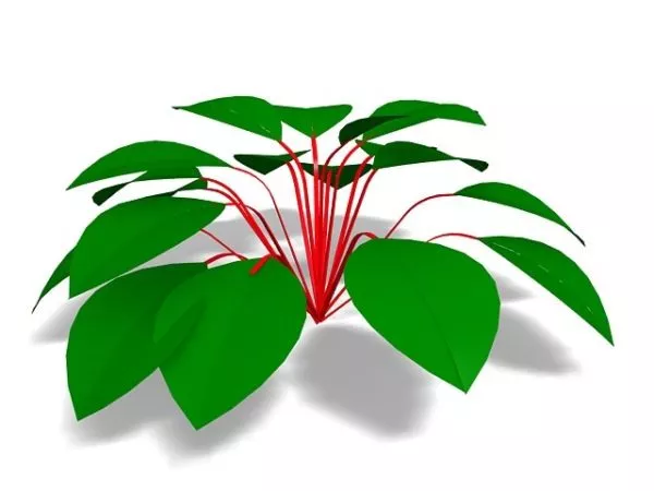 House Plant With Round Leaves 3d model House Plant With Round Leaves 3d model