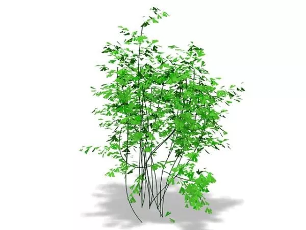 Bermuda Maidenhair Fern 3d model Bermuda Maidenhair Fern 3d model