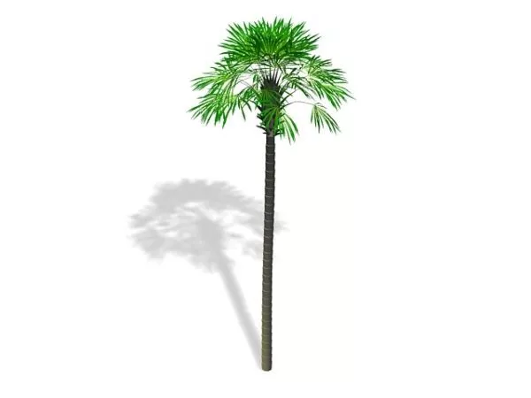 Tall Palm Tree 3d model Tall Palm Tree 3d model