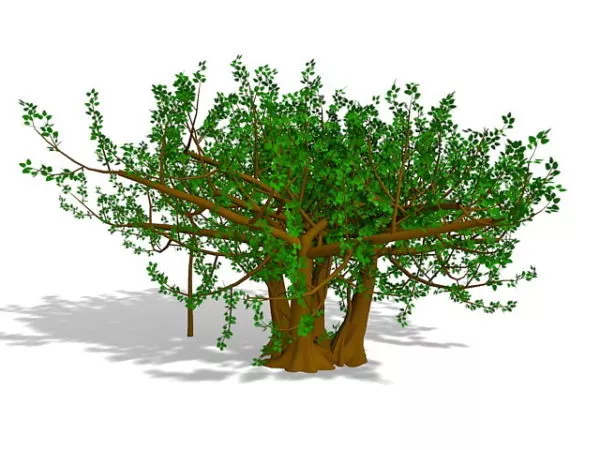 Foliage Tree 3d model Foliage Tree 3d model