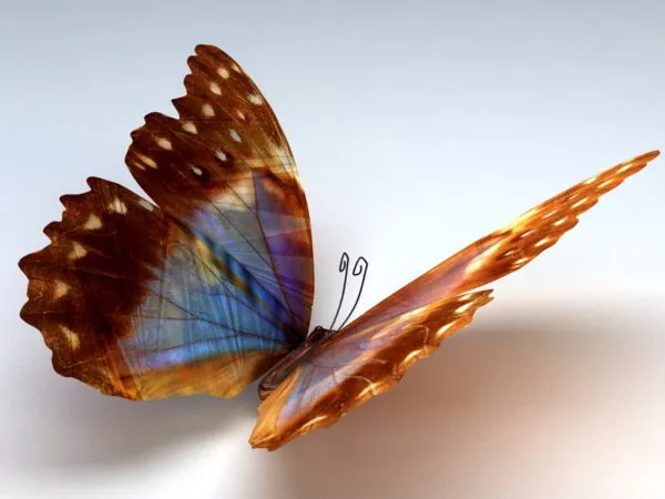 Butterfly Plane 3d model