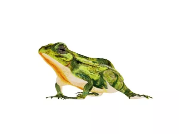 Green Frog Rig 3d model Green Frog Rig 3d model