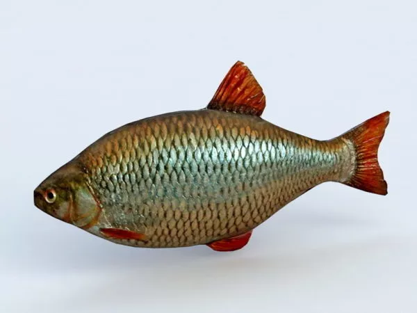 Carp Fish 3d model Carp Fish 3d model