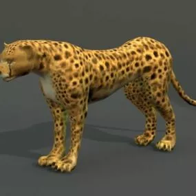 Southern African Cheetah 3d model