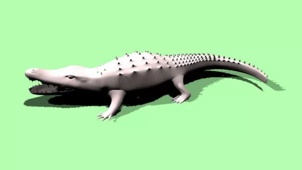 American Crocodile 3d model American Crocodile 3d model
