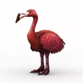Toucan Breed Ostrich 3d model