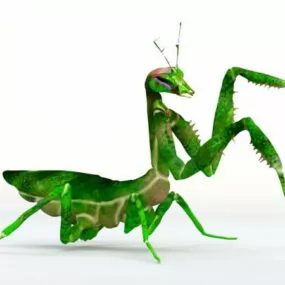 Praying Mantis 3d model