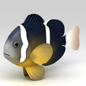Clarks Anemonefish 3d model