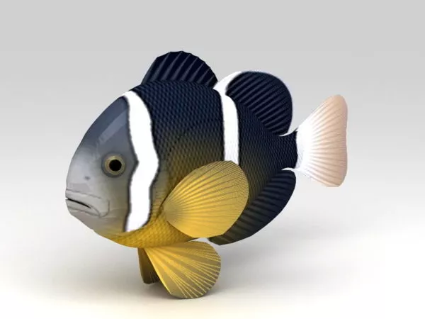 Clarks Anemonefish 3d model Clarks Anemonefish 3d model