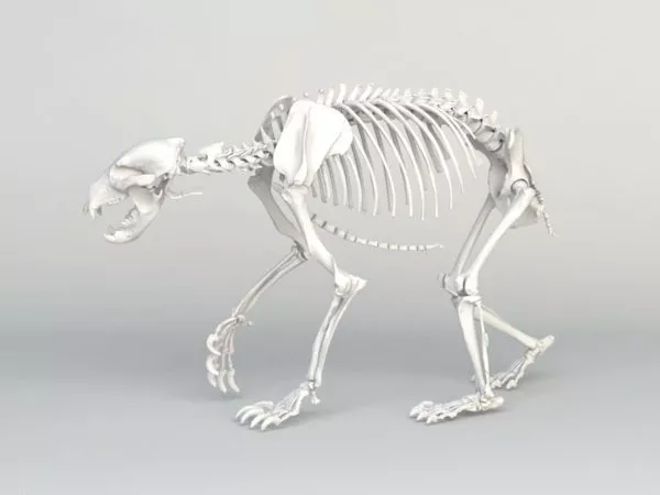 Human Skeleton Full Set 3d model