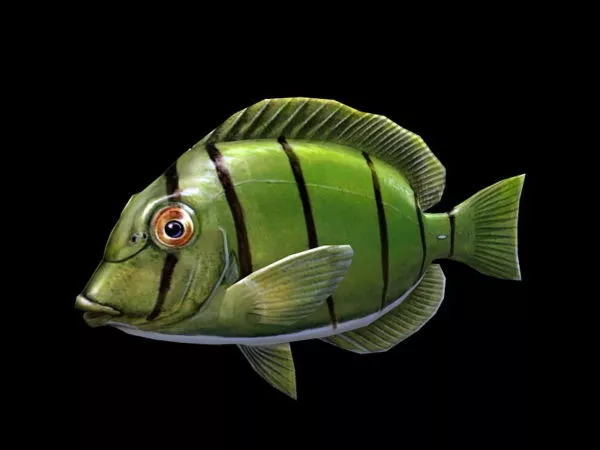 Green Tang Fish 3d model Green Tang Fish 3d model