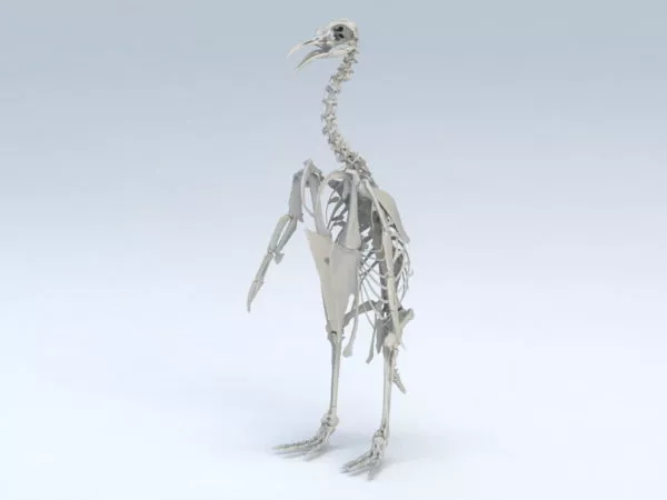 Emperor Penguin Skeleton 3d model Emperor Penguin Skeleton 3d model