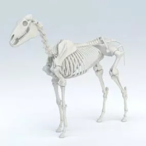 Horse Skeleton 3d model