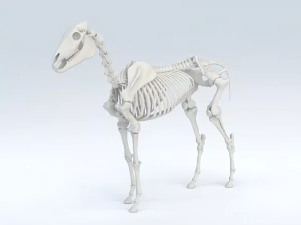Horse Skeleton 3d model Horse Skeleton 3d model